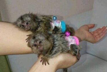 Adorable Marmoset Monkeys Available