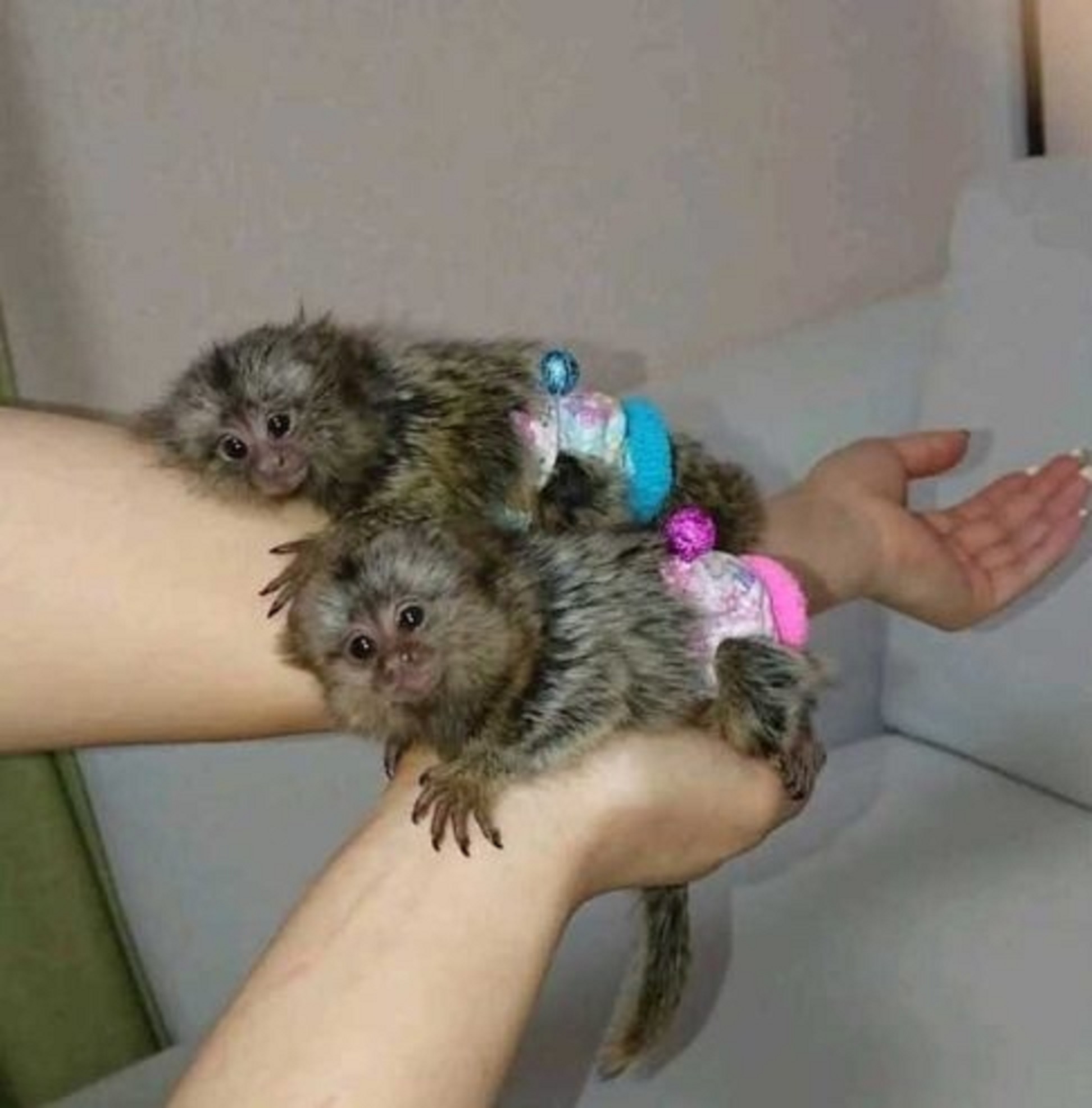 Adorable Marmoset Monkeys Available